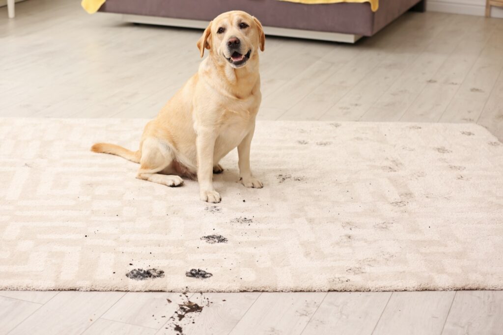 Best rug materials in a home with pets | A & M Flooring And Design
