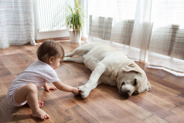 Pet friendly flooring | A & M Flooring And Design